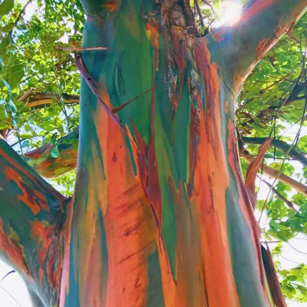 25 действительно необычных деревьев, которые мало кто считает настоящими