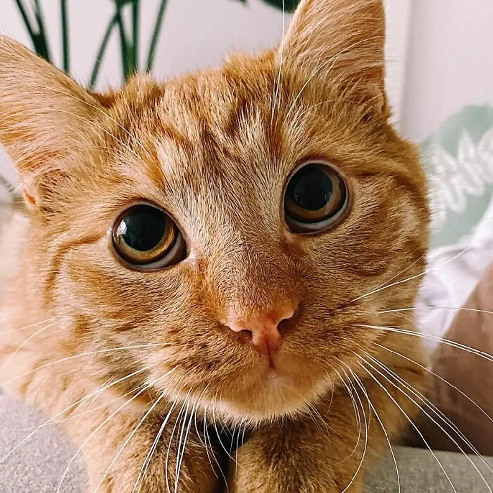 Глаза кота из шрека картинки