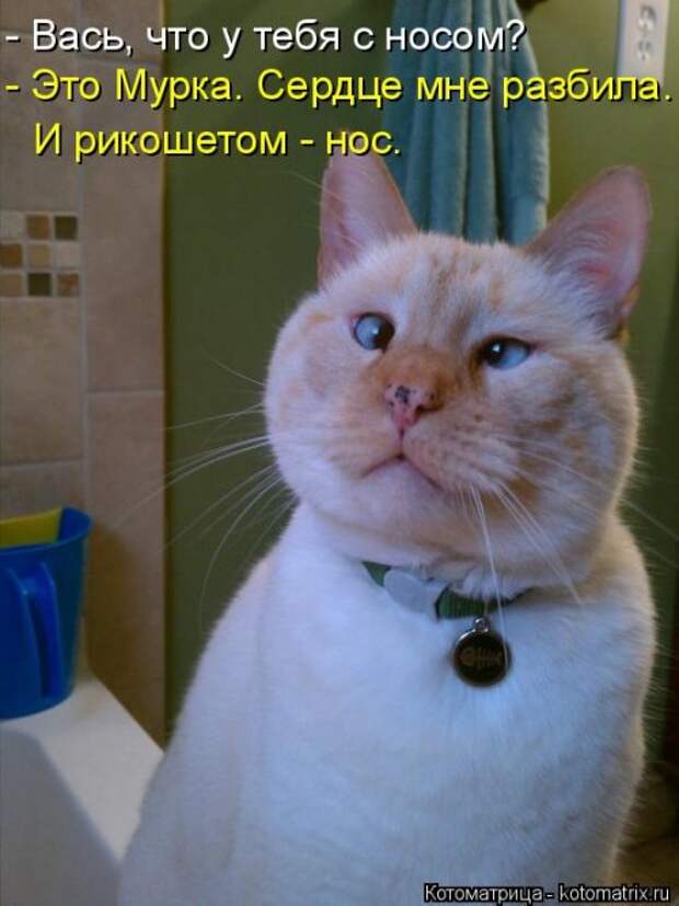 Свежая котоматрица (33 фото)