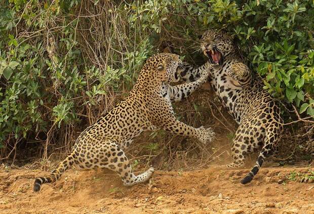 Атака самки ягуара животные, фото, это интересно
