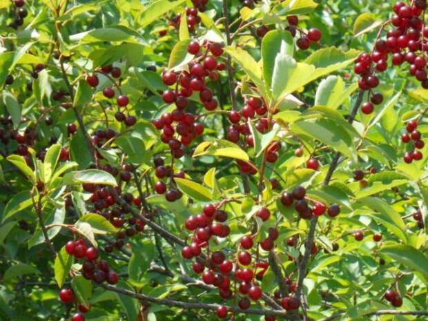 вишня Шоколадница