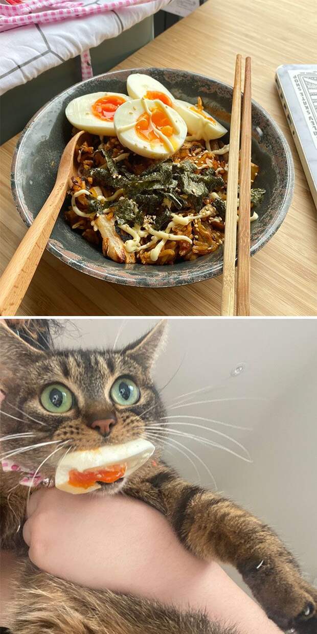 кот, яйцо