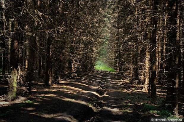 Еловый лес лесная дорога