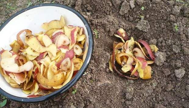 Применение очистков картофеля в огороде