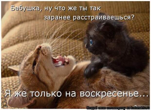 Новая котоматрица для всех (34 фото)