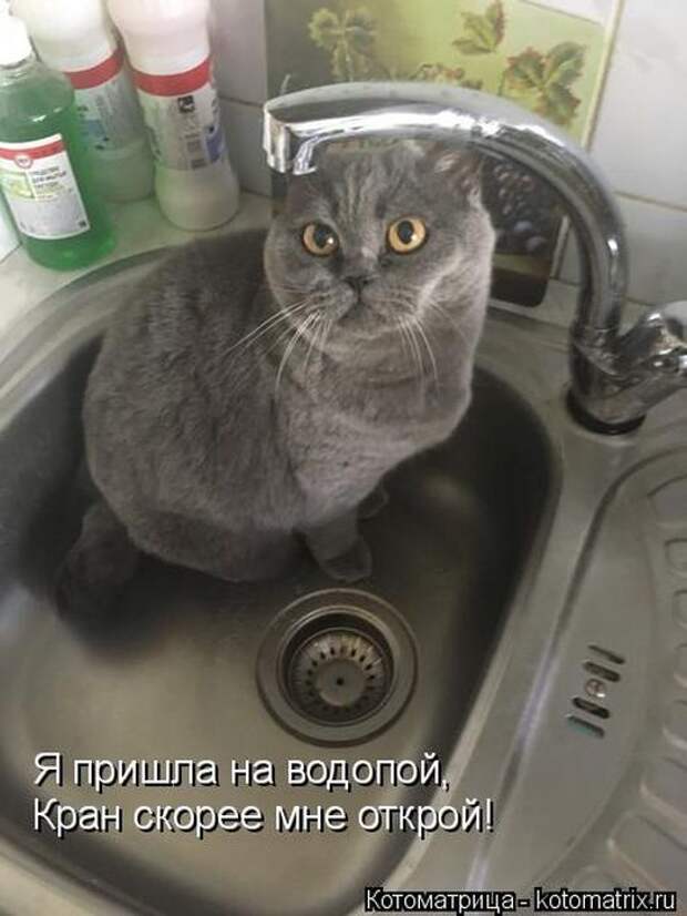 Лучшие котоматрицы недели (50 фото)