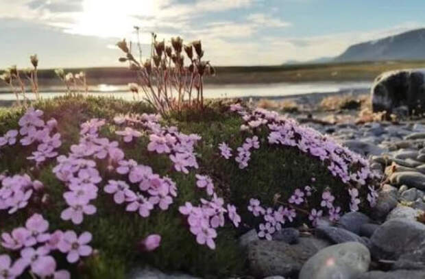 Новая Арктика формируется на наших глазах, предупреждают учёные