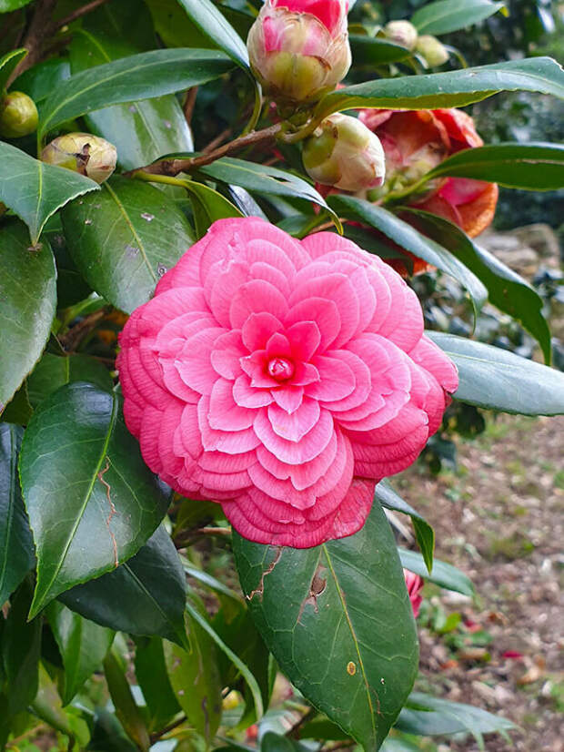 Bigpicture.ru природа - самый талантливый художникsymmetry nature 26