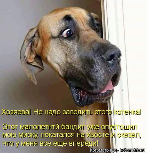 Лучшие котоматрицы недели (50 фото)