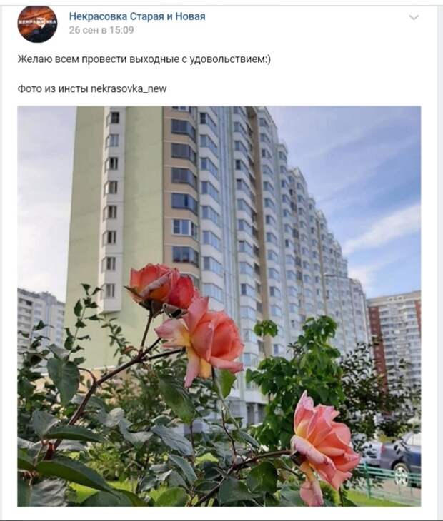 Фото дня: в Некрасовке отцветают розы