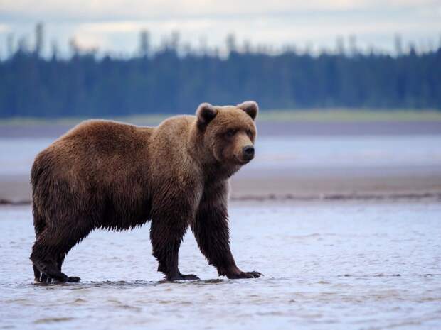 В Приморье медведь вышел к школе