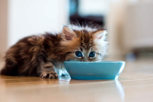 Чем кормить котенка 2, 3, 4, 5 месяца: правильный рацион питания