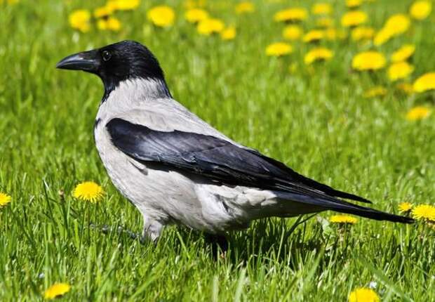 Серая ворона (Corvus cornix), фото птицы фотография