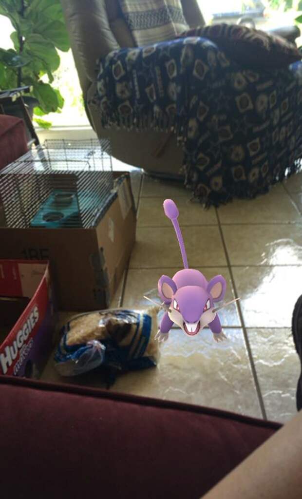 Будем надеяться, Пикачу и его друзей вскоре приютят новые тренеры! Pokemon GO, грызуны, животные, покемоны
