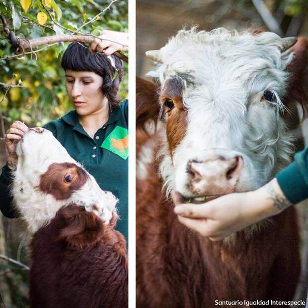 Приют спасённых животных в Чили Santuario Igualdad Interespecie