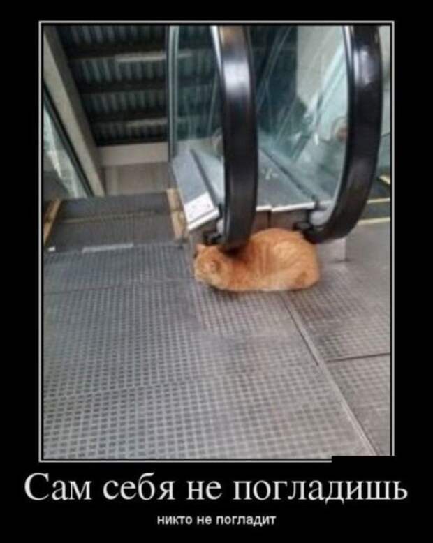 Демотиваторы (30 фото)