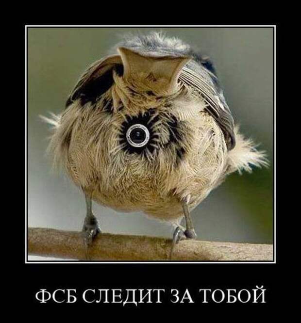 Веселые и прикольные демотиваторы для позитива (10 фото) Веселые и прикольные демотиваторы для позитива (10 фото)