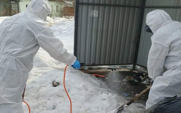 В Канищеве убрали с улицы тушу мертвой свиньи, пробы проверят ветеринары