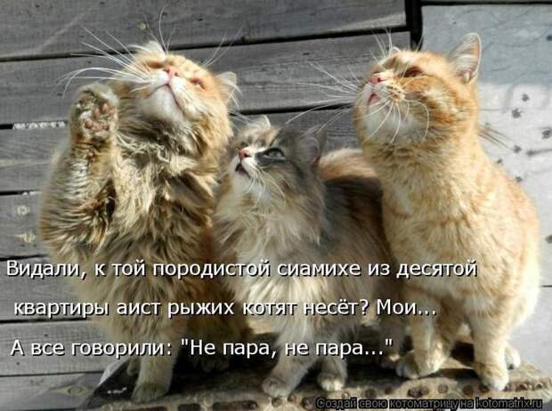 Котоматрицы