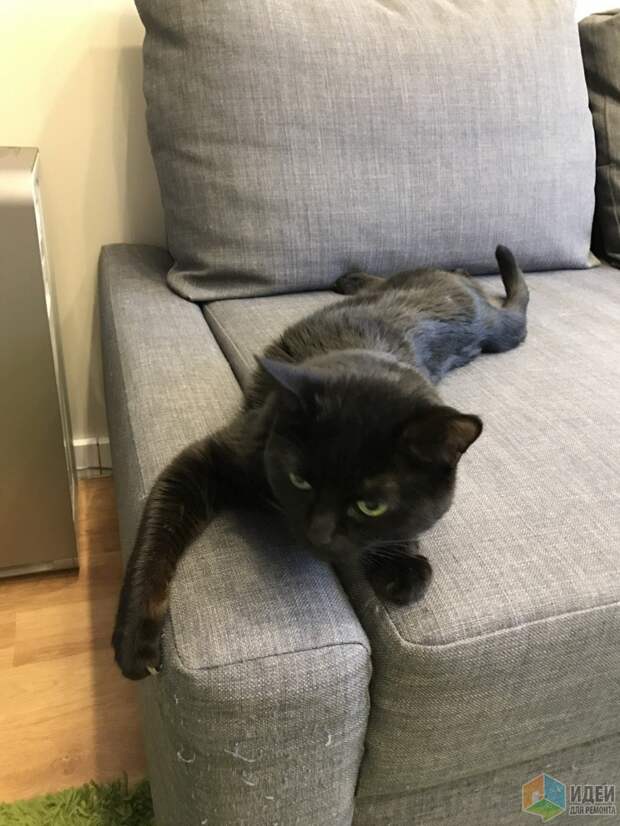 Котейка ободрал диван