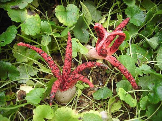 creepyplants14 Самые жуткие растения