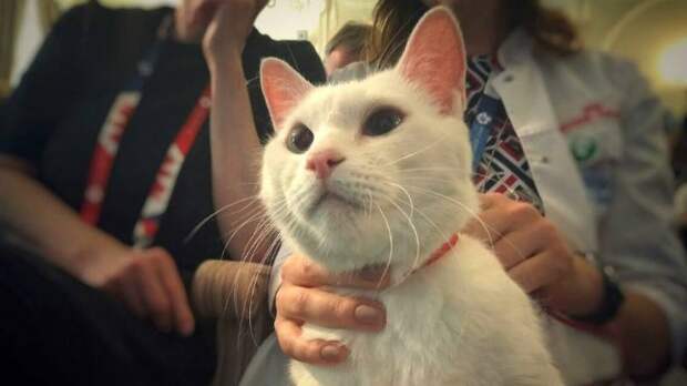 Глухой кот Ахилл из Эрмитажа станет предсказывать результаты матчей Кубка конфедераций