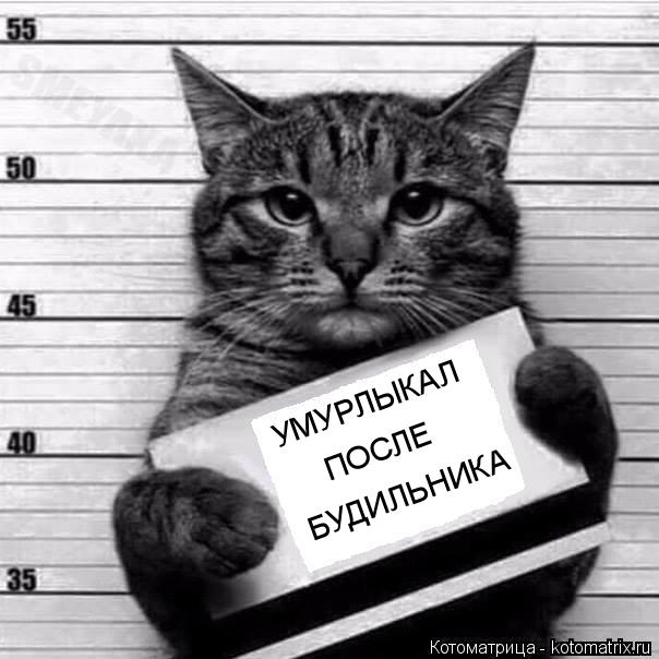 Котоматрица: УМУРЛЫКАЛ ПОСЛЕ БУДИЛЬНИКА