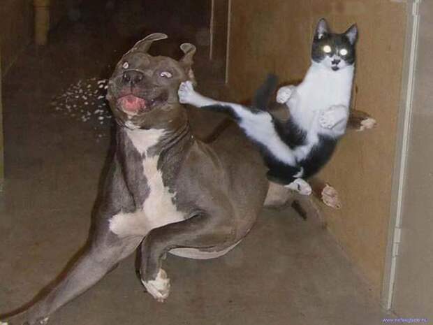 DataLife Engine Версия для печати Comedy photos of funny cats