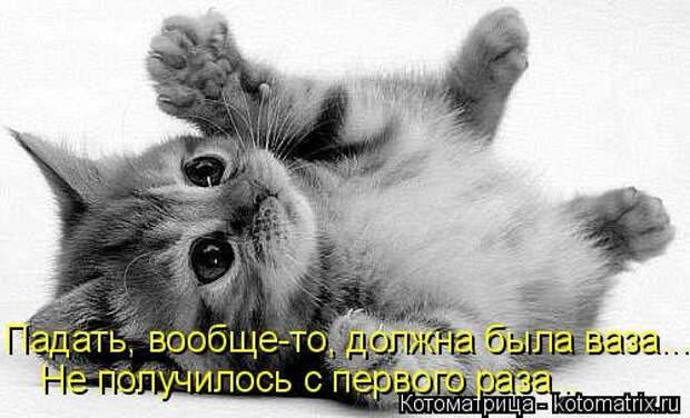 Новая котоматрица (44 шт)