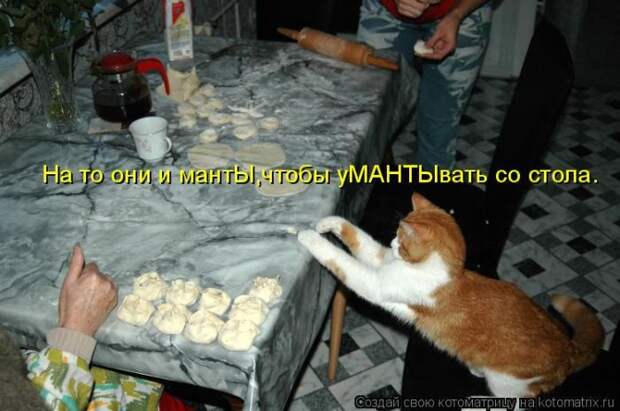 Лучшие котоматрицы недели (50 фото)