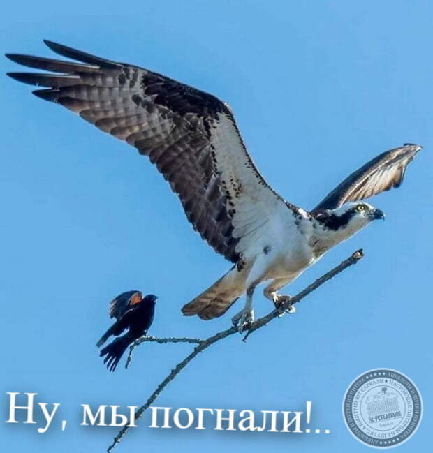 Ну, мы погнали!