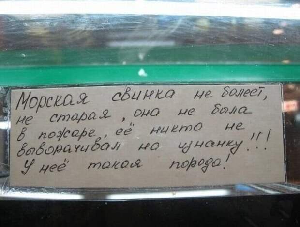 К владельцам зоомагазина много вопросов К владельцам зоомагазина много вопросов