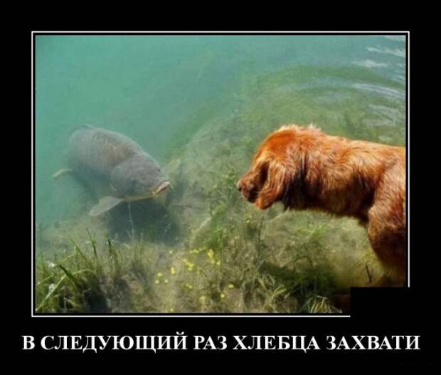 Демотиватор про рыбу и собаку
