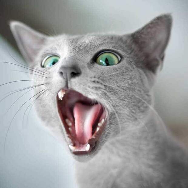 russian-blue-cats-13.jpg russian-blue-cats-13.jpg