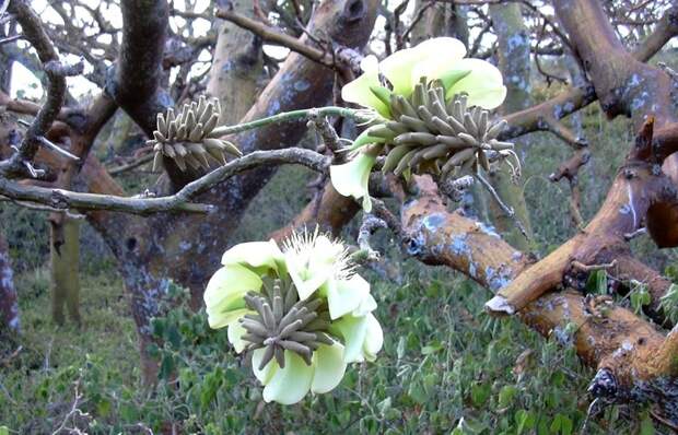 NewPix.ru - Коралловое дерево