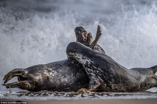 Боевая ничья: схватка двух тюленей животные, схватка, тюлень