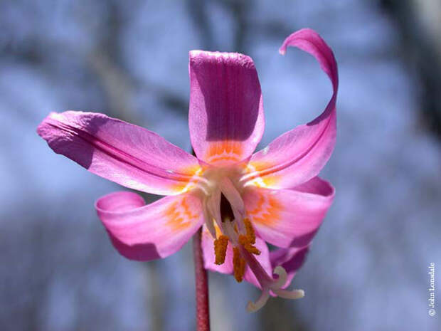 Erythronium_revolutum2_JL (640x480, 36Kb)