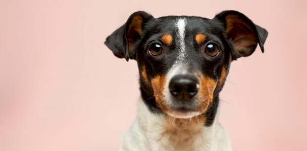 Россияне стали реже заводить домашних животных из-за нехватки импортных кормов