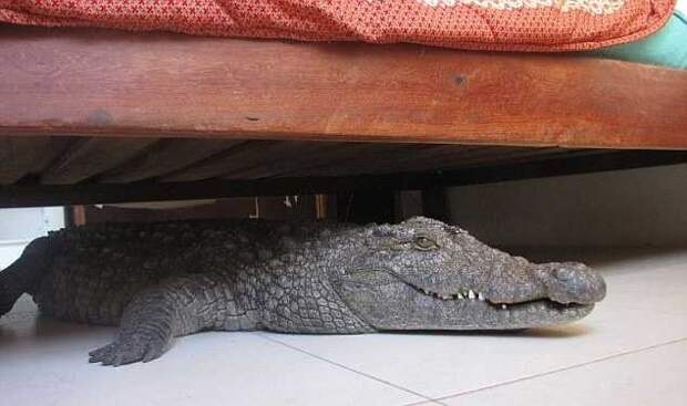 крокодил под кроватью, Гай Уитолл