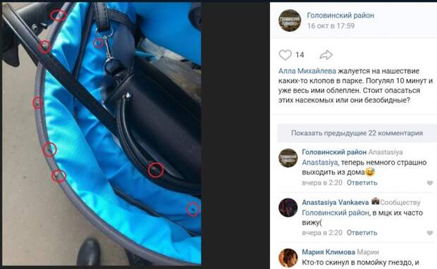 Нашествие древесных клопов у Головинских прудов закончится с похолоданием