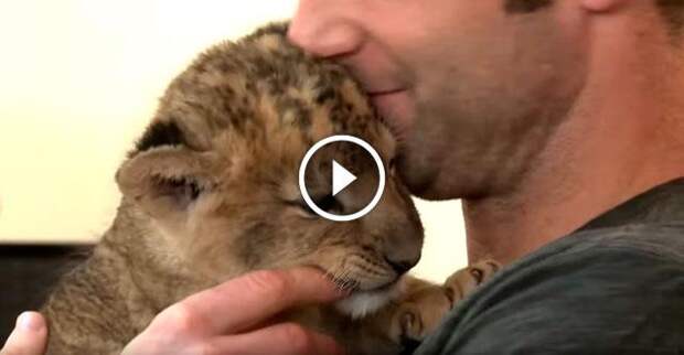 Мужчина спас этому львёнку жизнь. Теперь малыш постоянно его за это благодарит