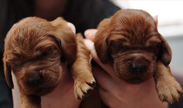 dog-15-pups-6_GH_content_550px