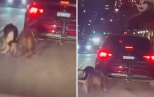 В Нью-Йорке мужчина привязал собак к машине и заставил их бежать за ней
