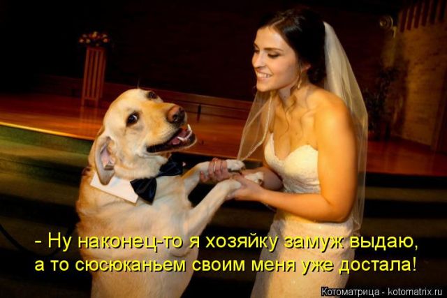 Лучшие котоматрицы недели (51 фото)