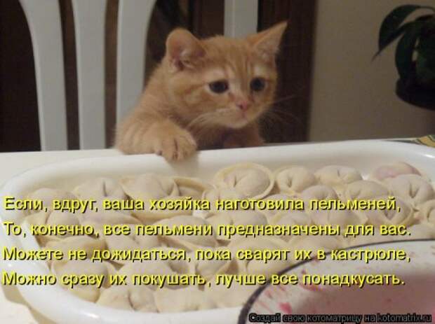 Новая отличная котоматрица (38 фото)