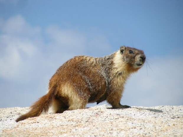 Желтобрюхий сурок (Marmota flaviventris) фото