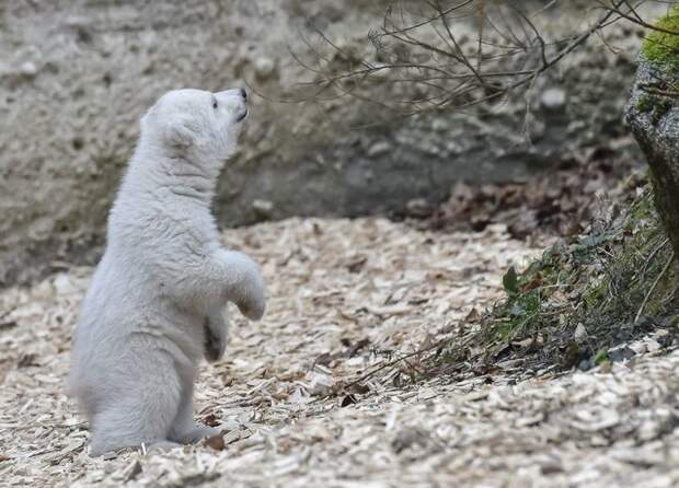 Белый медвежонок сделал первые шаги и сразу же покорил весь мир своим поведением! животные, первые шаги