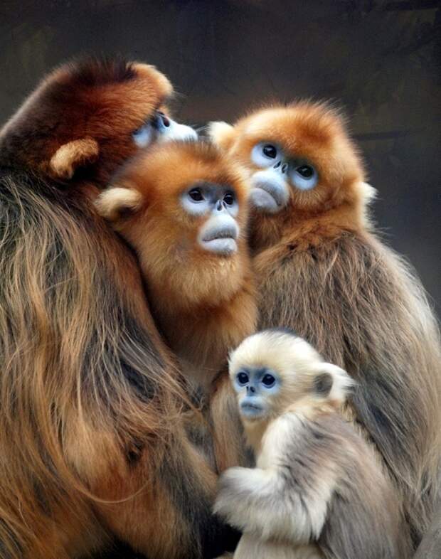 Золотистые курносые обезьяны. Фото