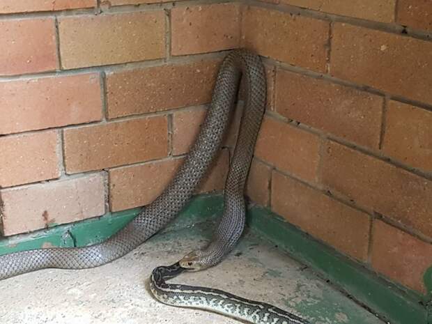И даже сами змеи боятся своих сородичей... австралия, змея