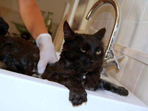 Коты и водные процедуры кот, вода, юмор